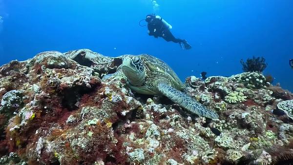龜島 海龜休息站 清潔站 海龜天堂 綠蠵龜保育 島氮潛水