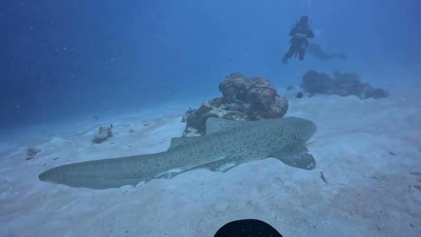 Leopard shark in palau 豹紋鯊 帛琉