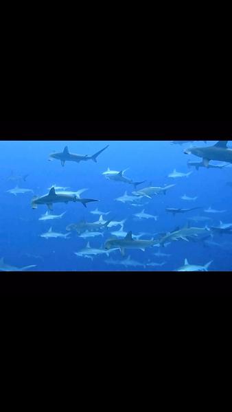 日本神子元錘頭鯊風暴2024.8.18