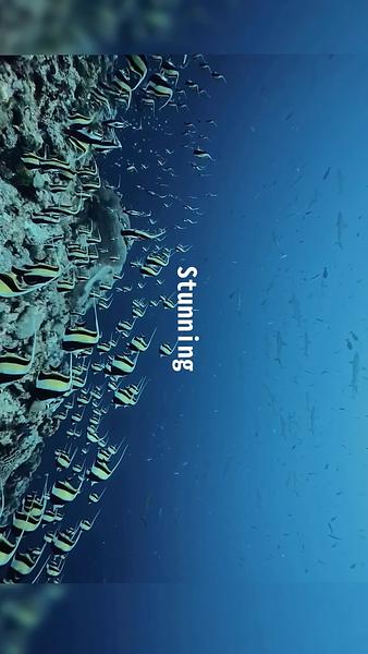 帛琉red snapper spawning2025.3.8