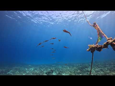 小軟絲 小琉球 衫福漁港 季節限定 岸潛 水肺