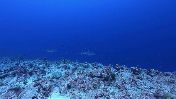 White / black tip shark in palau blue corner 帛琉 藍角 白鰭礁鯊