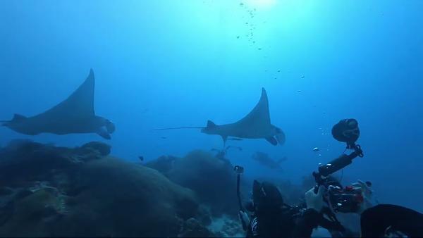 Manta in palau 德國水道