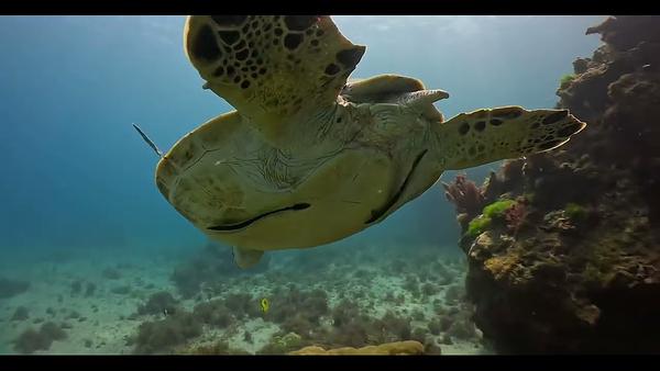 小琉球花瓶岩 綠蠵龜與鮣魚 砲彈魚也出現了 旁邊還有剃刀魚