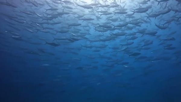 小琉球驚見魚群風暴 水推潛水 DPV 水下推進器 SUEX VRX 與 BLACKTIP TECH 虱目魚群超壯觀的