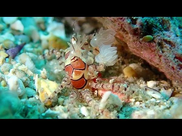 小琉球 岸潛 拳擊蟹