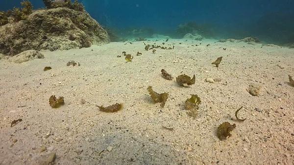安納地頸鰭魚的幼魚 小琉球 水肺岸潛 生物小知識 生物辨認