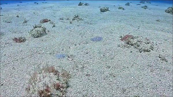 比目魚 沙地上的隱身忍者 小琉球潛水 你發現了嗎
