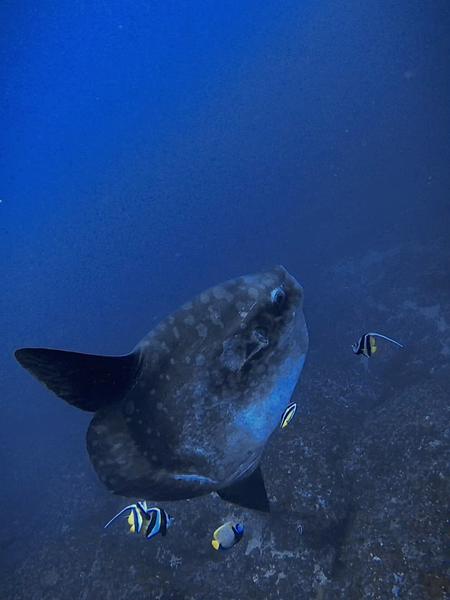 峇里島追尋夢幻的MOLA MOLA in Nusa Penida 2025