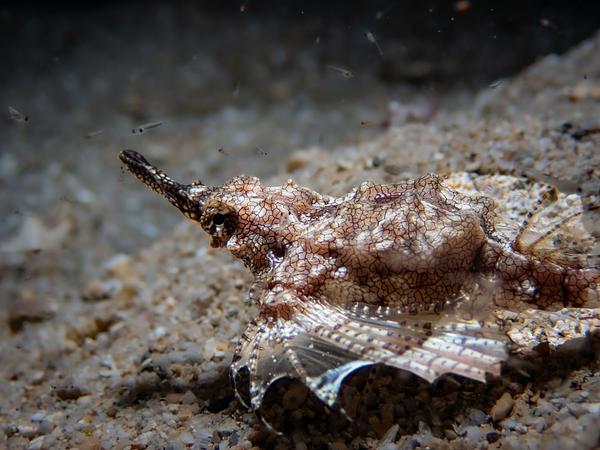 寬海蛾魚