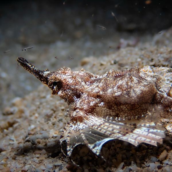 寬海蛾魚
