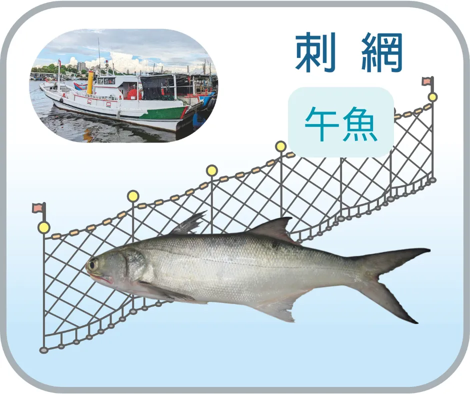 野生午仔魚_大 500g