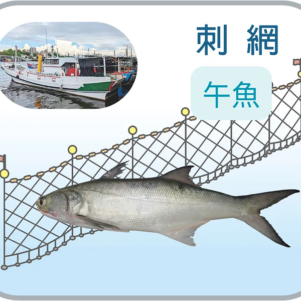 野生午仔魚_中 400g