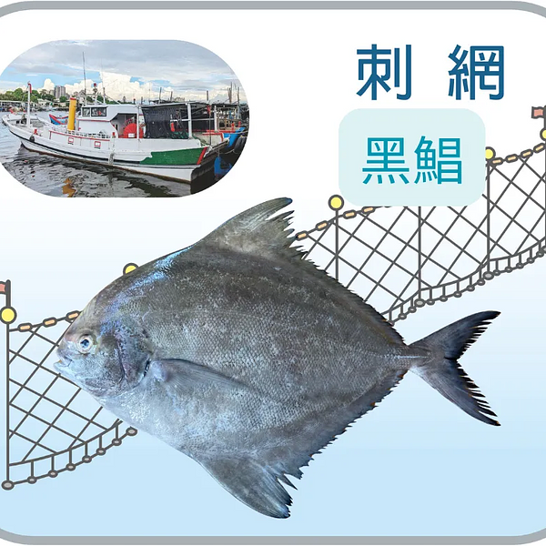 野生黑鯧(烏鯧)_550g