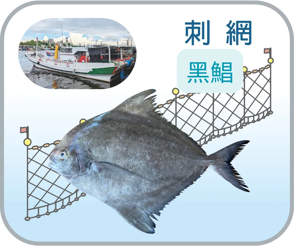 野生黑鯧(烏鯧)_800g