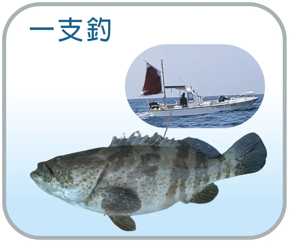 野生一支釣石斑_ 腹排240g