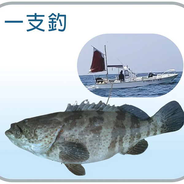 野生一支釣石斑_ 腹排240g