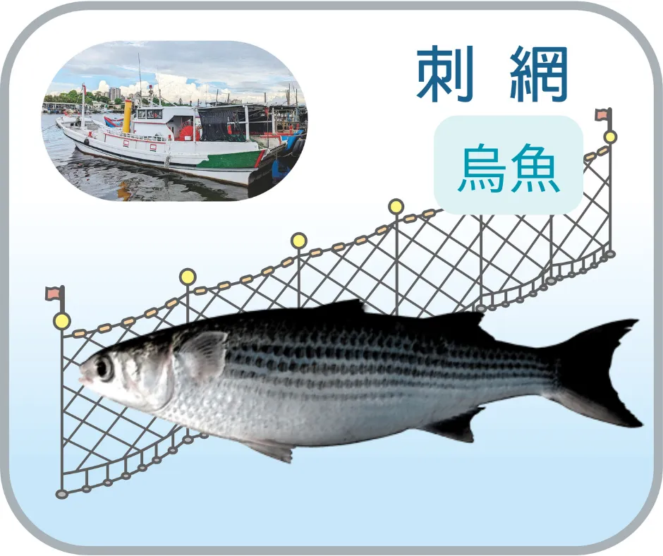 野生烏魚_ 輪切600g