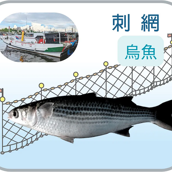 野生烏魚_ 輪切600g