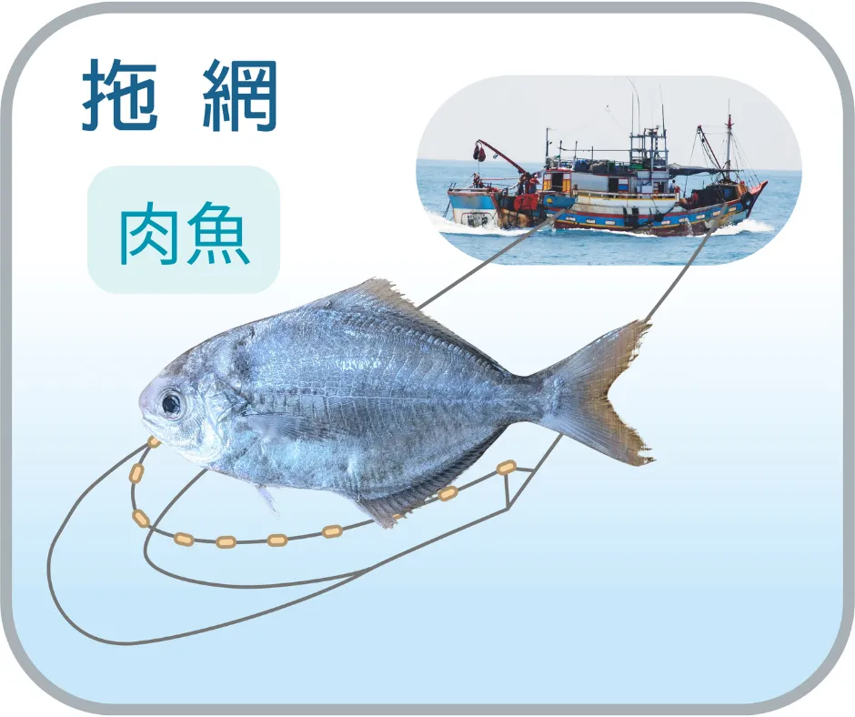 野生肉魚_200g