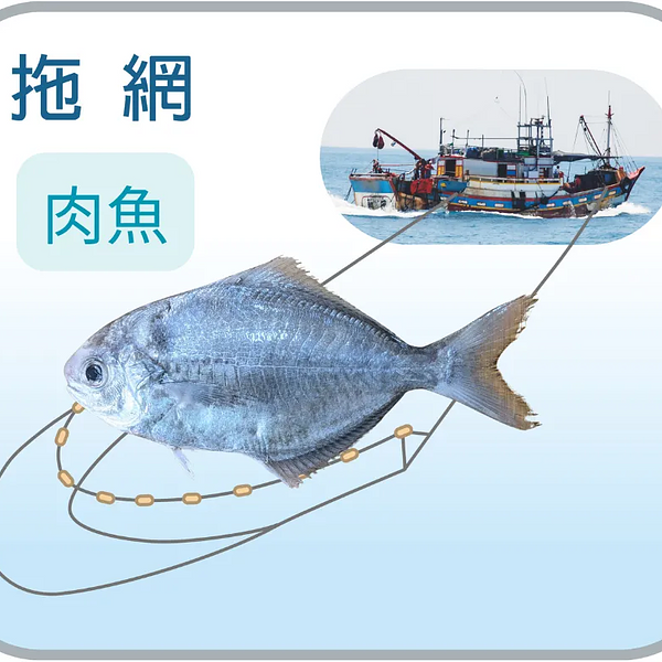 野生肉魚_200g