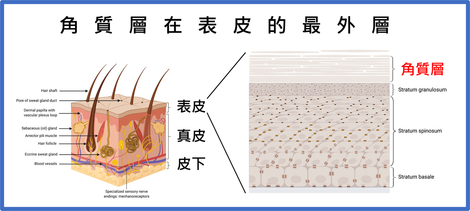 皮膚角質層 角質層在表皮的最外層,可保護皮膚。濕疹的原因