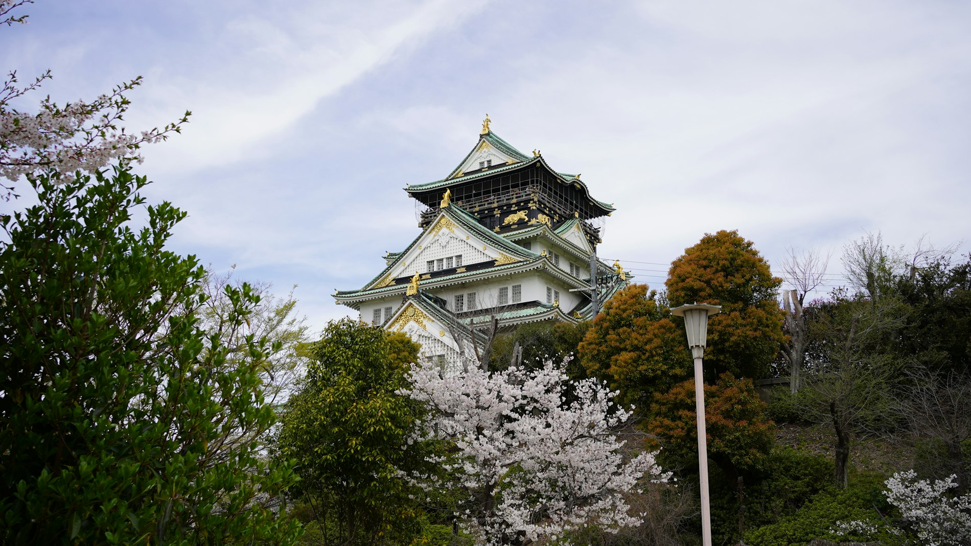 大阪城櫻花