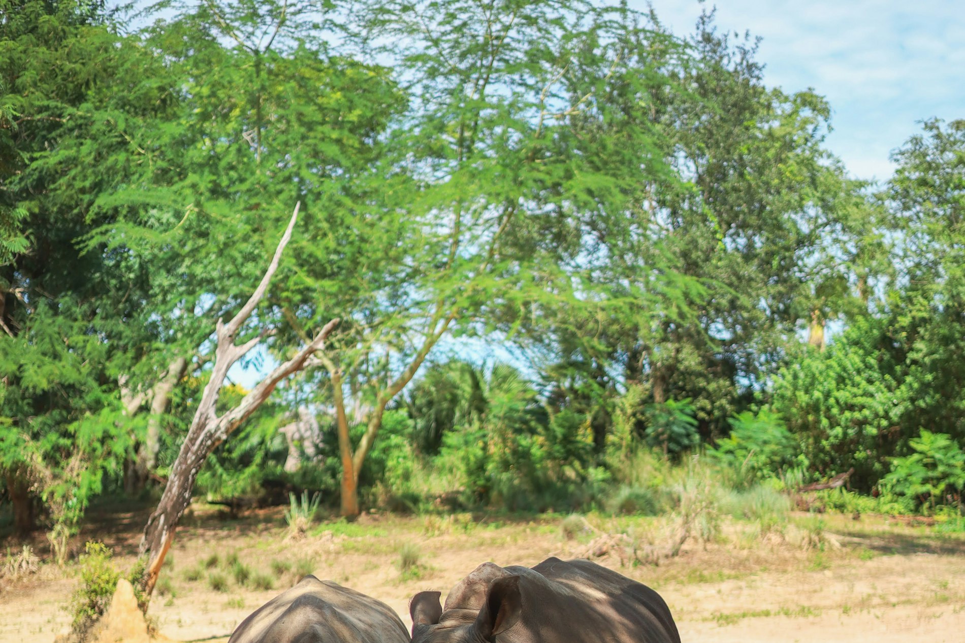 珍珠野生動物園Safari